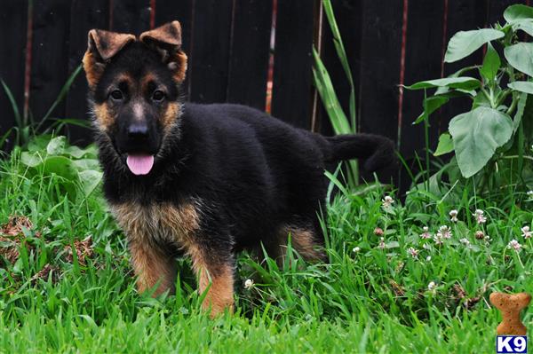 blueridgelanegsd Picture 3